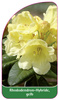 Rhododendron-Hybride, gelb