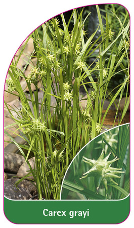 Carex grayi