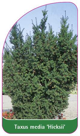 Taxus media 'Hicksii'