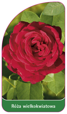 Trandafir cu flori mari Nr. 245