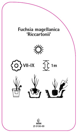 Fuchsie megllanica 'Riccartonii'