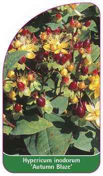 Hypericum inodorum 'Autumn Blaze'