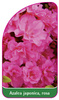 Azalea japonica, rosa