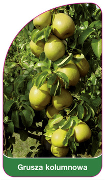 Grusza kolumnowa