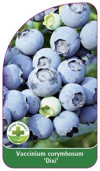 Vaccinium corymbosum "Dixi