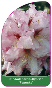 Rhododendron-Hybride 'Panenka'