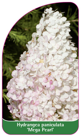 Hydrangea paniculata 'Mega Pearl'