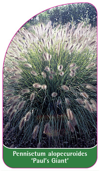 Pennisetum alopecuroides 'Paul's Giant'
