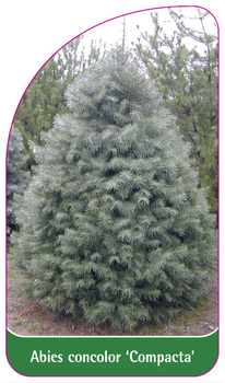 Abies concolor 'Compacta'