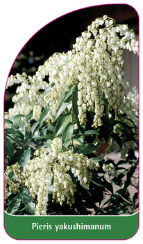 Pieris yakushimanum