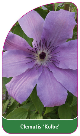 Clematis 'Kolbe'