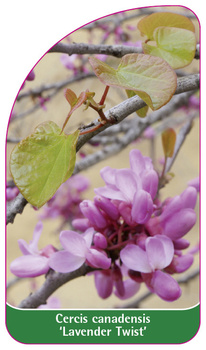 Cercis canadensis 'Lavender Twist'