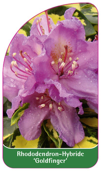 Rhododendron-Hybride 'Goldfinger'