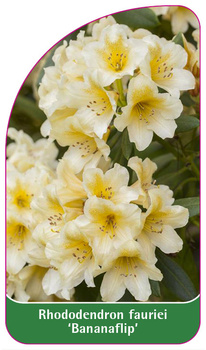 Rhododendron-Hybride 'Bananaflip'