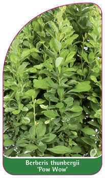 Berberis thunbergii 'Pow Wow'