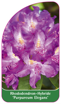 Rhododendron-Hybride 'Purpureum Elegans'