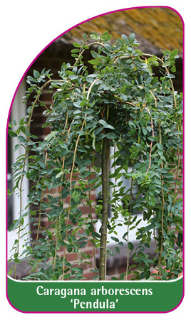 Caragana arborescens 'Pendula'