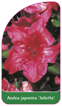 Azalea japonica 'Julietta'