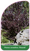Prunus cerasifera 'Pissardi'