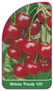 Wisnia 'Pandy 103'