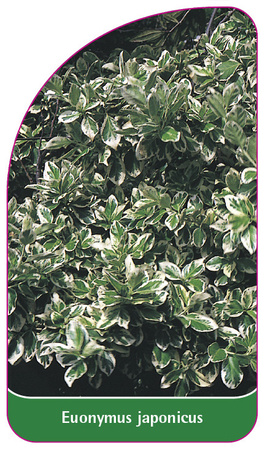 Euonymus japonicus