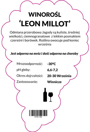 Winorośl Leon Millot