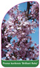 Prunus kurilensis 'Brilliant Ruby'