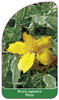 Kerria japonica 'Picta'