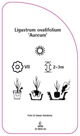 Ligustrum ovalifolium 'Aureum'