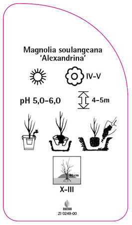 Magnolia soulangeana 'Alexandrina'