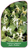 Lonicera japonica 'Hall's Prolific''