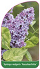 Syringa vulgaris 'Aucubaefolia'