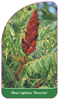 Rhus typhina 'Dissecta'