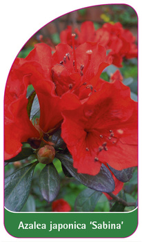 Azalea japonica 'Sabina'