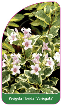 Weigela florida 'Variegata'