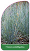Festuca amethystina