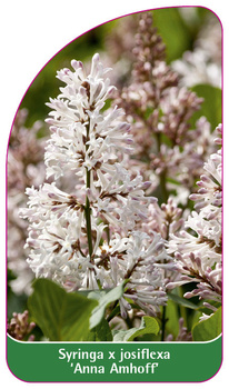 Syringa x josiflexa 'Anna Amhoff'