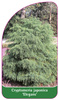 Cryptomeria japonica 'Elegans'