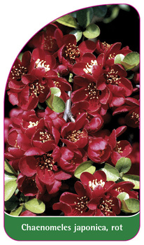 Chaenomeles japonica, rot