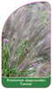 Pennisetum alopecuroides 'Cassian'