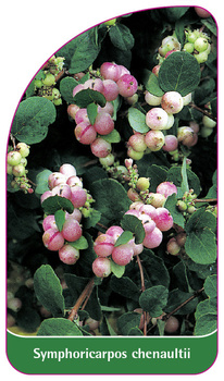 Symphoricarpos chenaultii