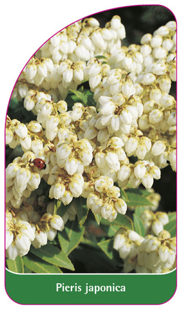 Pieris japonica