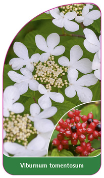 Viburnum tomentosum