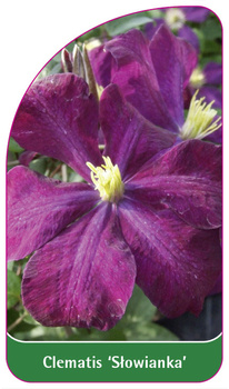 Clematis 'Slowianka'