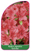 Azalea japonica 'Estrella'
