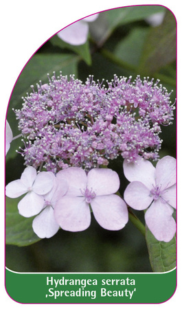 Hydrangea serrata ,Spreading Beauty'
