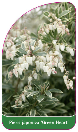 Pieris japonica 'Green Heart'