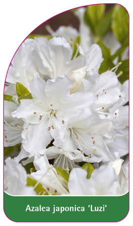 Azalea japonica 'Luzi'