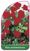 Róza wielokwiatowa Nr. 256