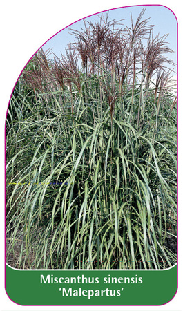 Miscanthus sinensis 'Malepartus'